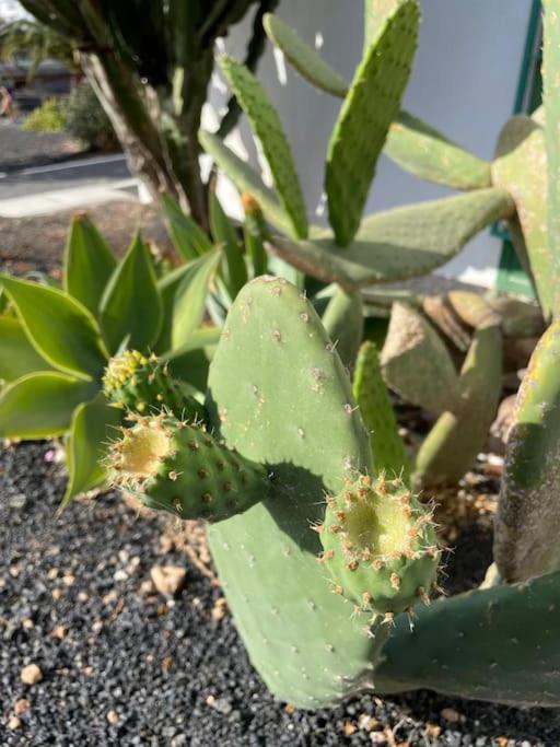 Apartamento Amura En Playa De Las Cucharas Costa Teguise Esterno foto